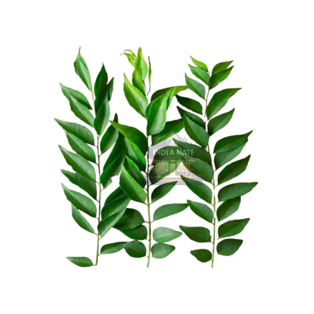 Fresh curry leaves (Kariveppila) – aromatic green herb for Indian cooking